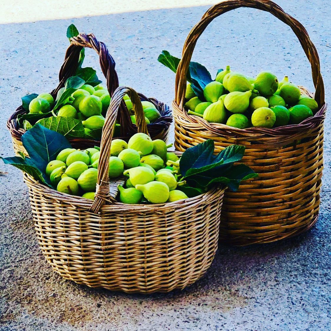 Figs picture
